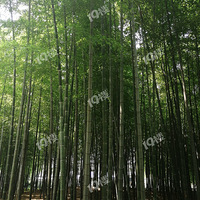 ������ �������� �ʺϰ칫 ���� ��ס��