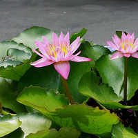 Ǯ�����Ļ�