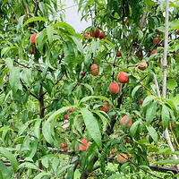 ���Ӳ�ժ5Ԫһ��