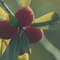 �ֵ���ժ��÷��������ɽ����÷��������