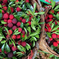 ��÷�����ˣ�ֻ����7����Բ�ժ�ʹ���ץ����