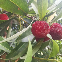 ��ɽ����÷