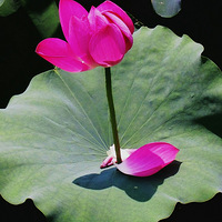 ��Ϫ����