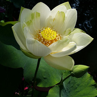 �����ͺ�