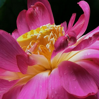 ��ׯ�ĺɻ���