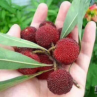 2019��6��22��23��ȥ������ժ��÷һ����