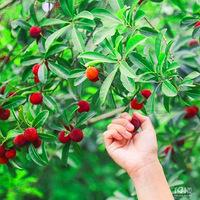 ��÷��ժ�������տ�������CS