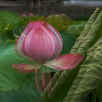 ���ٲ����ϣ��ߵ��١�