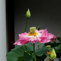 �����ĺ�