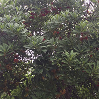 ����ɽũ����