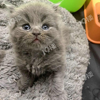 ��ʣ��ֻ�ߵ���è�ܵܣ�������������è�� ����èɰ��������