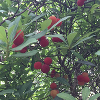 ����ɽũ��