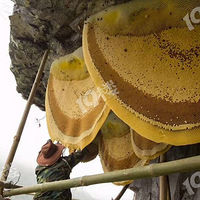 �ܳ�ûͬ��Ұ������