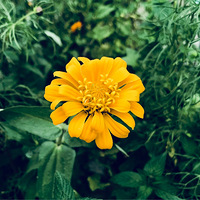 �����������ֵĻ�