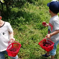 ��ժ�����ȥ��