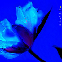 2019��7��������ֽ