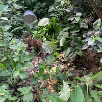 ��ֻС���ˣ�С��è��������