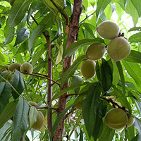 ũ��С��԰��������