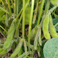 һ�����ϳ����Ĵ󶹣�