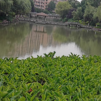 ����԰�з�����  ��ѯ15771889847