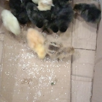 ������ڴ�������������԰����