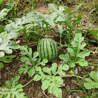 ����ǧ����