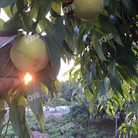 ũ�ҹ�԰ֱ���أ�ˮ�����ʣ��۸��