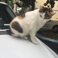 è�������