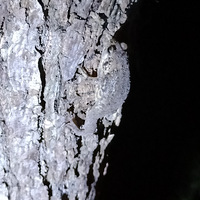 ��զ������