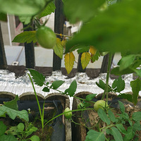 ����Ȼ�Ĳ�