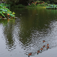 ����һ����