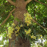 ����һ��