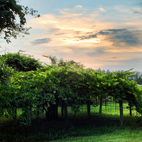 �����Ž�����|Ư����̽�ա���չ�������˼��ϵ��Ž�