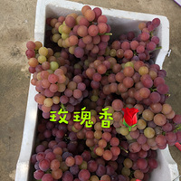 ����--�����������ѿ�ʼժ����ֱ�ӵ�����������԰��