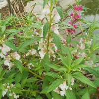 ������ɽ�һ����Ȼ�Ĵ���Ȼ���ɡ�������ɽ��