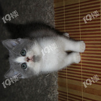 ����СӢ��