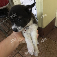 ΪС��Ѱ�Ұ��������ˣ�����һ������������