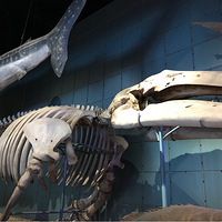 ���޵Ķ������硿+���ݿƼ��ݴ�