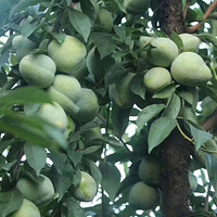 Լһ����԰֮�� �ֽ��ز������������ ��ӭ����ժ