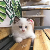 ��żè����