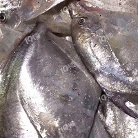 ��ɽ����