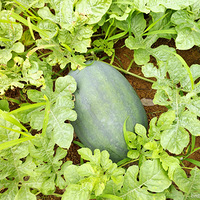 �����ϲ�����-����ɽ�����ϲ�ժ����ʼ����