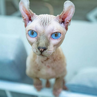 ���ݳ��￧�ȹ��ߺ죬����è�䡢�»�����С���������ꡰ���͡���