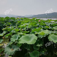 ӳ�պɻ�������