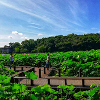 �ĺɵ���������