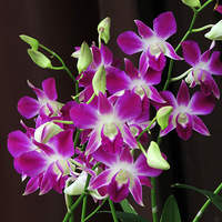 ������ʯ����