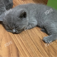 ���̺ȵ���˯