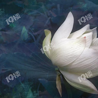 һϯܽ���뻭��