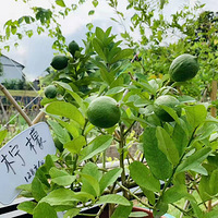 ����ɽ�ӵ�����