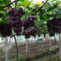 �ֽ��޷�������һ��������